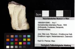 Foto (Objket + Etiketten) von Goniodromites bidentatus (Reuss, 1859) 